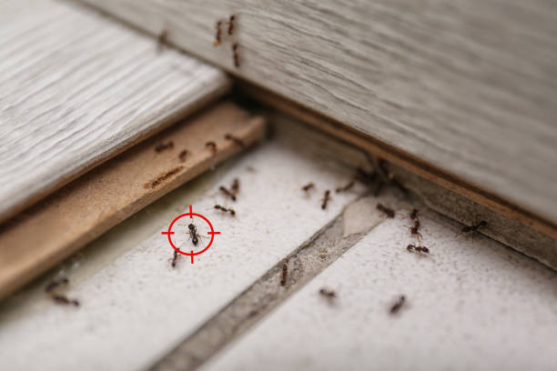Best Residential Pest Control  in Shelbyvle, IL