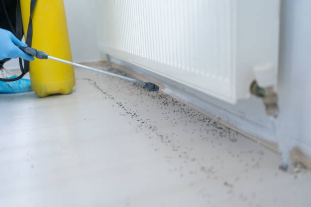 Flea Control Services in Shelbyville, IL